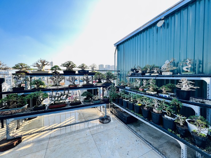 Bởi theo anh, đó là loại cây đẹp lại rất nhỏ gọn, phù hợp với những không gian nhỏ như ban công, sân nhỏ, sân thượng của thành phố