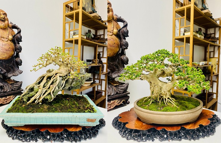 Trong đó, chậu giá trị nhất anh từng sở hữu có giá lên đến vài trăm triệu đồng