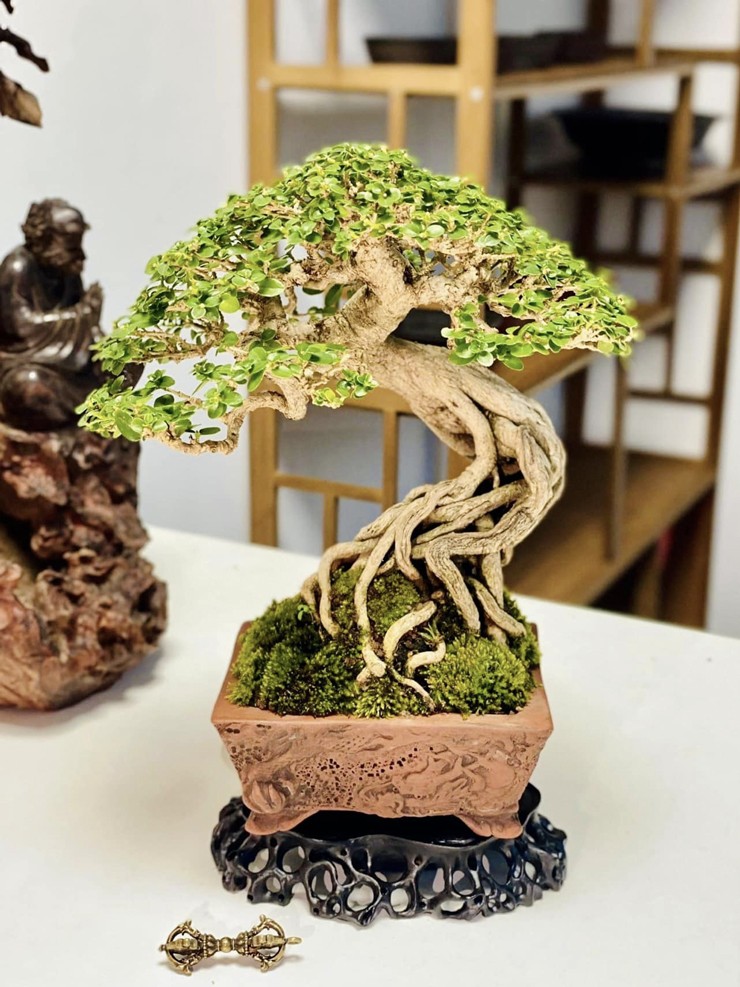 Đó là cây sam hương kết hợp với chậu kukazan. “Thời điểm đó nghỉ việc vì dịch Covid-19, tôi đã tìm đến thú vui bonsai và vô tình thấy một bài đấu giá thiện nguyện ủng hộ bà con TP.HCM mùa dịch nên đã quyết định đấu giá bằng được”, anh nói.