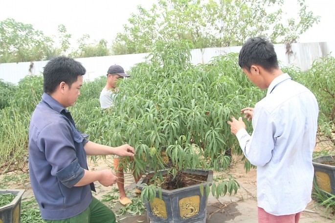 Các công nhân thực hiện đánh gốc đào vào chậu và tuốt lá đào Các công nhân thực hiện đánh gốc đào vào chậu và tuốt lá đào