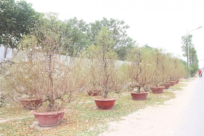 Đào được anh Hào đánh vào chậu rất sớm và bày bán ở vỉa hè phục vụ khách mua sớm Đào được anh Hào đánh vào chậu rất sớm và bày bán ở vỉa hè phục vụ khách mua sớm