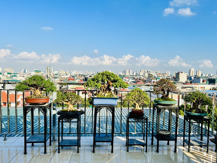 Bên cạnh đó, những cây này chăm sóc dễ, có thể mang đi chơi, cà phê, giao lưu với những người cùng sở thích