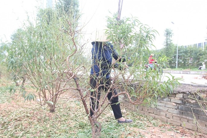 Chị Hướng, một chủ vườn khác chia sẻ, công đoạn tuốt lá đào đòi hỏi sự tỉ mỉ Chị Hướng, một chủ vườn khác chia sẻ, công đoạn tuốt lá đào đòi hỏi sự tỉ mỉ