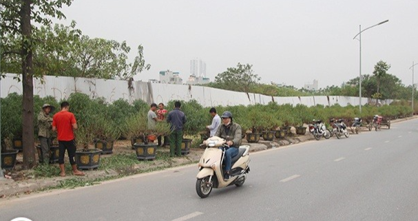 đào chưa được tuốt lá đã lên vỉa hè và có người đặt mua đào chưa được tuốt lá đã lên vỉa hè và có người đặt mua