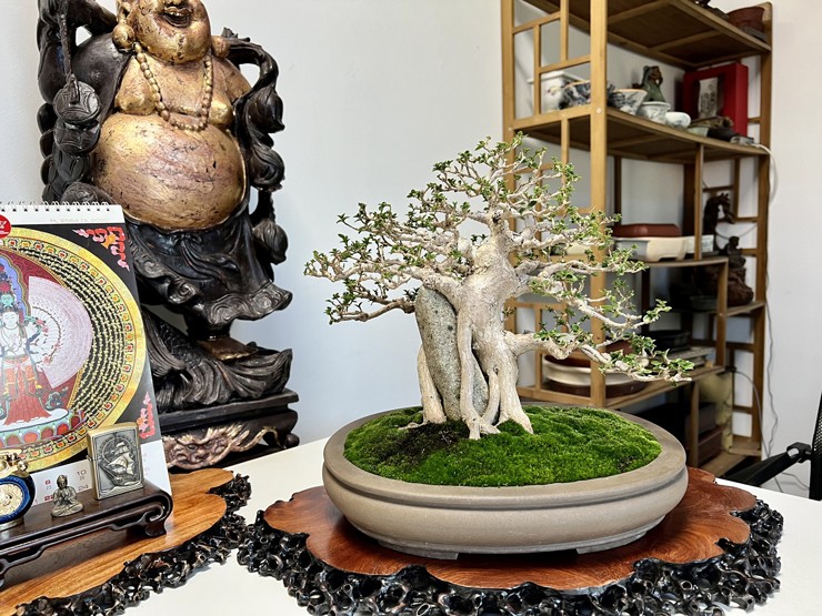 Vừa thỏa mãn đam mê, anh vừa mang cây đi giao lưu với những người có cùng sở thích, không chỉ ở trong nước mà còn cả nước ngoài