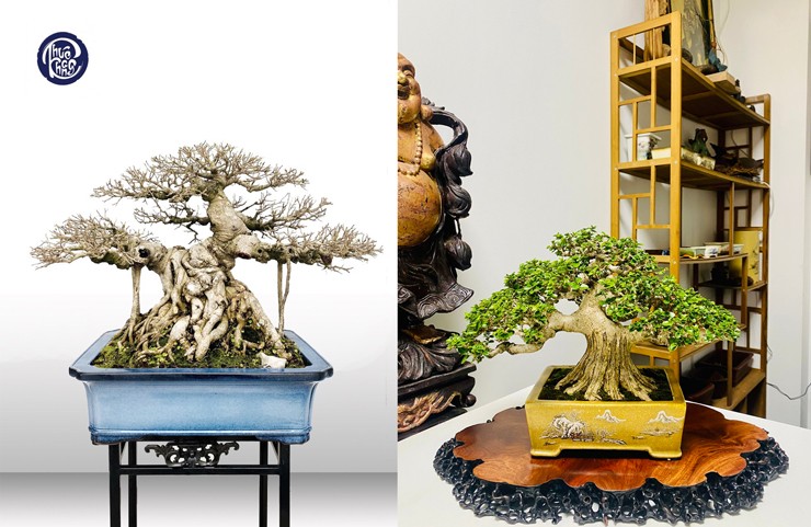 Sau lần đấu giá này, anh bắt đầu tìm hiểu và dành sự quan tâm đặc biệt với dòng bonsai mini và siêu mini
