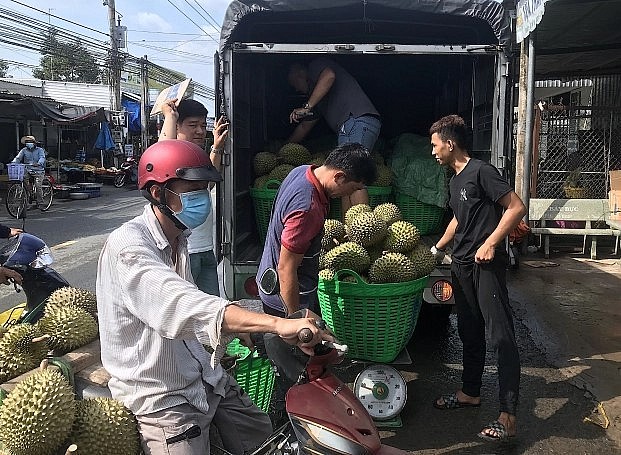 Giá sầu riêng đang tăng cao kỷ lục tại một số địa phương.