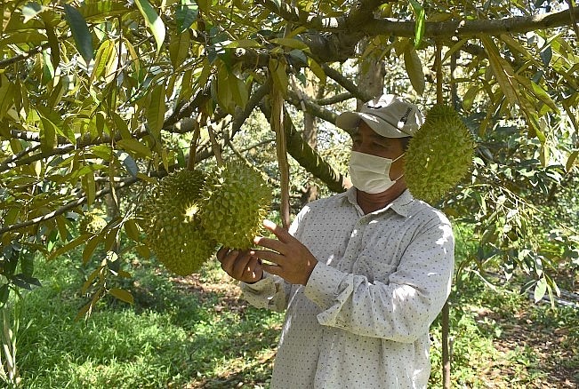 không nên vội trồng mà cần ổn định diện tích để nâng cao chất lượng sầu riêng