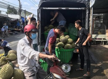 Giá sầu riêng lập đỉnh, người dân ồ ạt mở rộng diện tích, cảnh báo nguy cơ vỡ trận