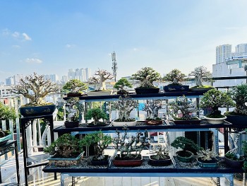 “Nhức mắt” với vườn cây bonsai mini tiền tỷ trên sân thượng của “hot boy” Hà thành