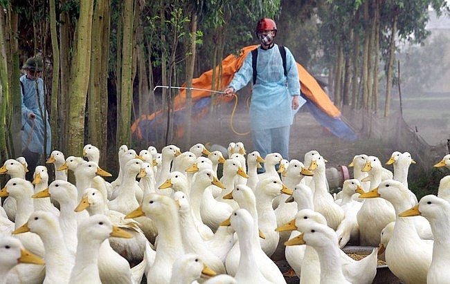 Cả nước hiện đã phát sinh 40 ổ dịch bệnh cúm gia cầm A/H5N1, A/H5N6 và A/H5N8 tại 21 tỉnh, thành phố.