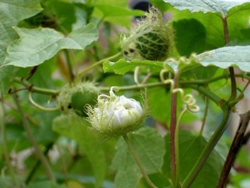 Rau ăn quả mọc dại, tưởng không tốt mà tốt không tưởng, không những bổ còn giúp ngủ tốt, an thần