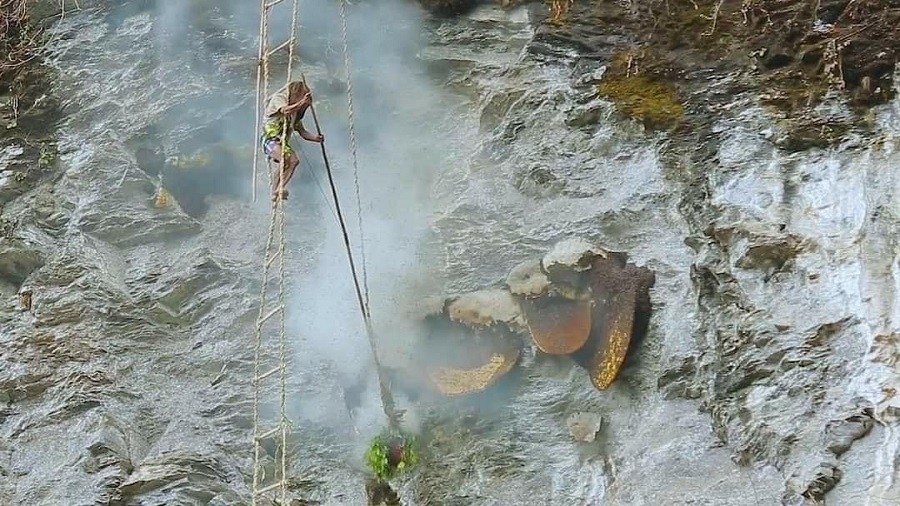 Thợ săn mật ong dùng khói để xua ong ra khỏi tổ để lấy mật