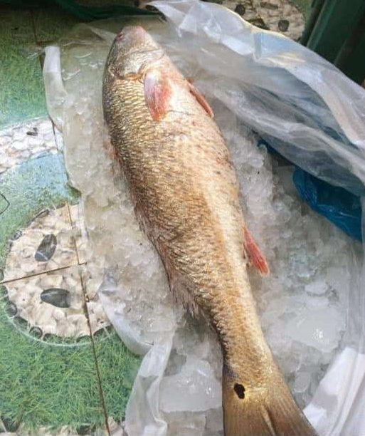 Loại cá có tên độc lạ, giờ trở thành đặc sản quý hiếm, có tiền cũng không mua được