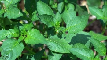 Những loại rau dại mọc “vô tội vạ”, nhưng lại có nhiều công dụng ít ai biết