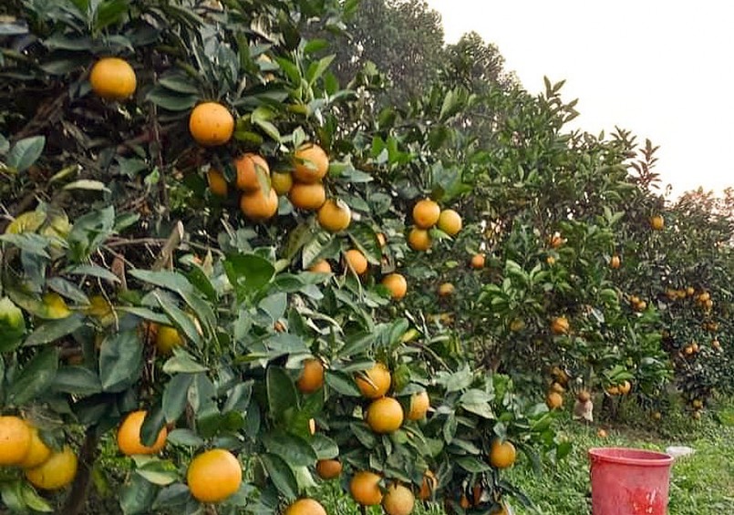 So với mọi năm, năm nay, năng suất cam giảm và chín muộn hơn. So với mọi năm, năm nay, năng suất cam giảm và chín muộn hơn.