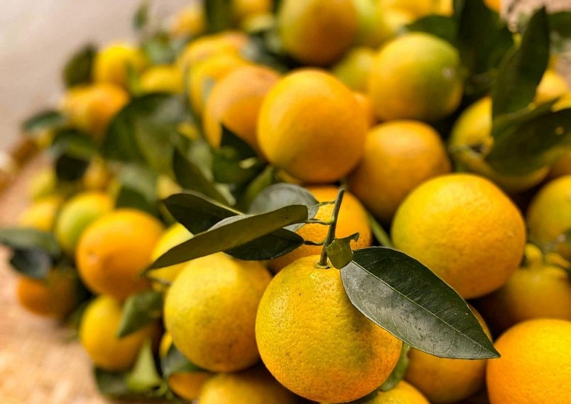 Giá cam loại 1 tại vườn hiện dao động 50.000-60.000 đồng/kg. Giá cam loại 1 tại vườn hiện dao động 50.000-60.000 đồng/kg.