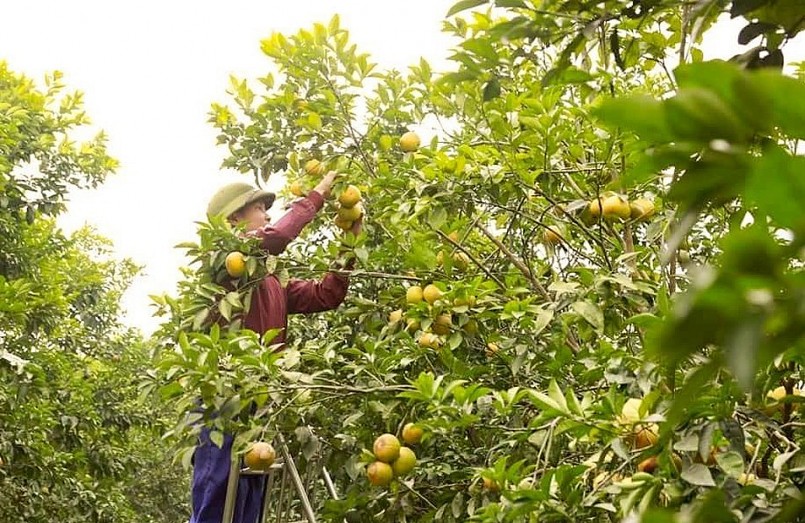 Dù chi phí đầu vào cao, cam mất mùa hơn mọi năm nhưng bù lại, giá cam đầu mùa khá cao. Dù chi phí đầu vào cao, cam mất mùa hơn mọi năm nhưng bù lại, giá cam đầu mùa khá cao.