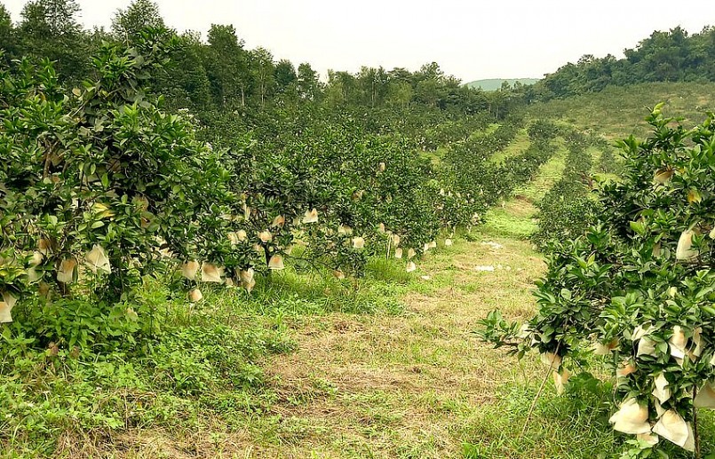 Nhiều trại cam chưa vội bán dù đã đủ độ chín để thu hoạch. Nhiều trại cam chưa vội bán dù đã đủ độ chín để thu hoạch.