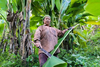 Mang cây rừng về trồng vườn nhà, chỉ bán lá cũng có 30 triệu đồng/ tháng