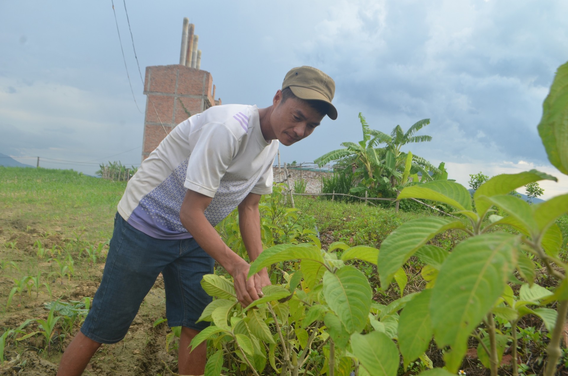 Trang trại nuôi lợn rừng của anh Mão ở làng Văn Giang xã Nghĩa Thái (huyện Tân Kỳ, Nghệ An) trồng thêm nhiều cây chè