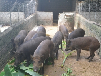 Anh nông dân cho lợn rừng ăn lá chè khổng lồ, chưa đến Tết thương lái đã đặt hết rồi