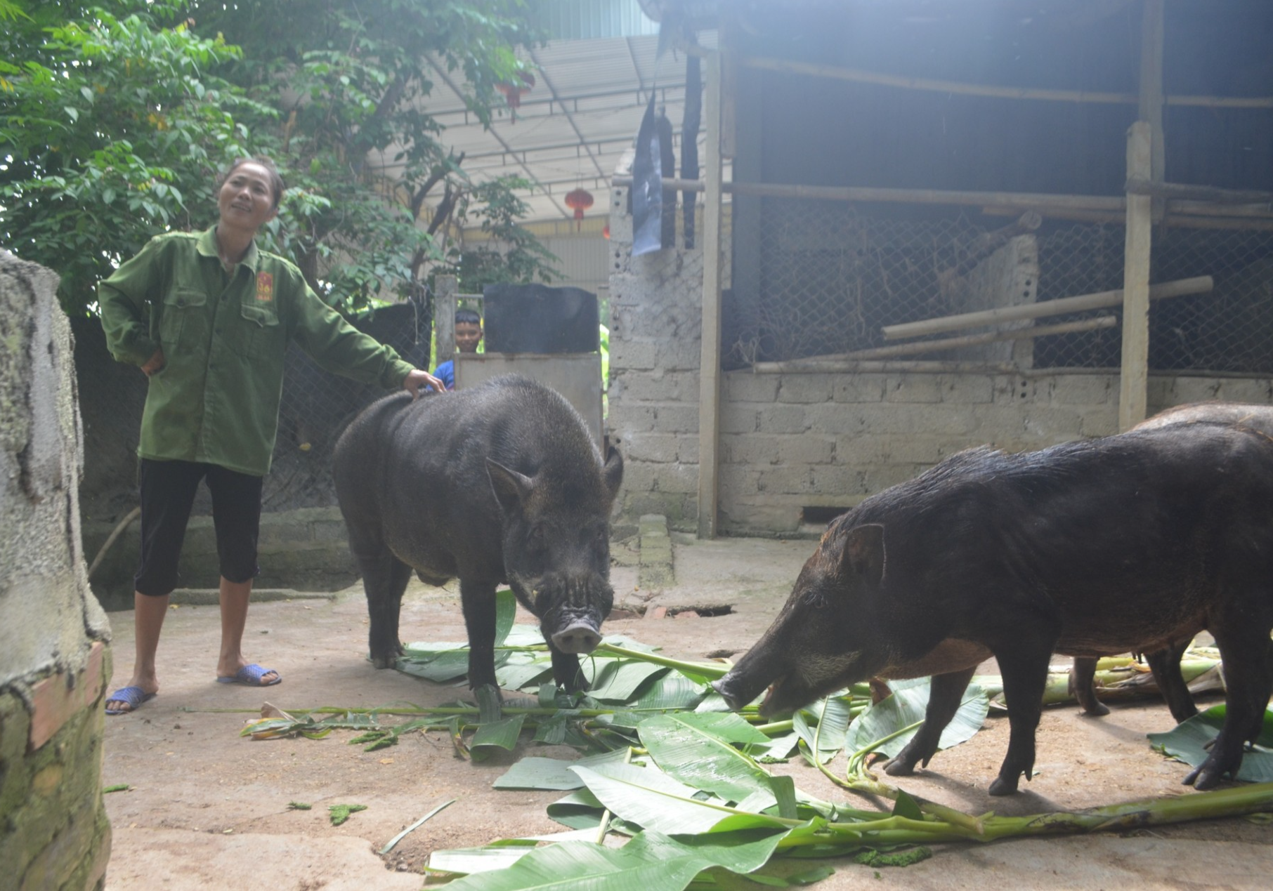 Lợn rừng có thịt chắc, thơm ngon, mỡ ít và giòn. Lợn rừng có thịt chắc, thơm ngon, mỡ ít và giòn.