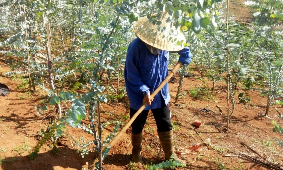 Loài cây lạ nghe tên đã thấy "mùi tiền", trồng 4 tháng nông dân đút túi hàng trăm triệu