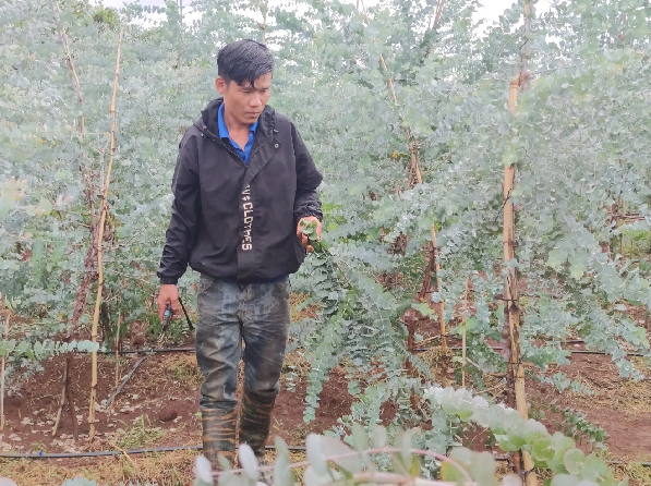 Loài cây lạ nghe tên đã thấy "mùi tiền", trồng 4 tháng nông dân đút túi hàng trăm triệu