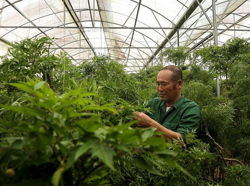 Vườn đinh lăng 3 năm tuổi của ông Nguyễn Ngọc Trung.