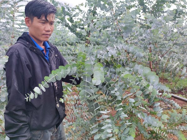 Loài cây lạ nghe tên đã thấy "mùi tiền", trồng 4 tháng nông dân đút túi hàng trăm triệu