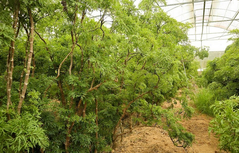 Cây đinh lăng có dược tính cao, dễ trồng, dễ chăm sóc. 