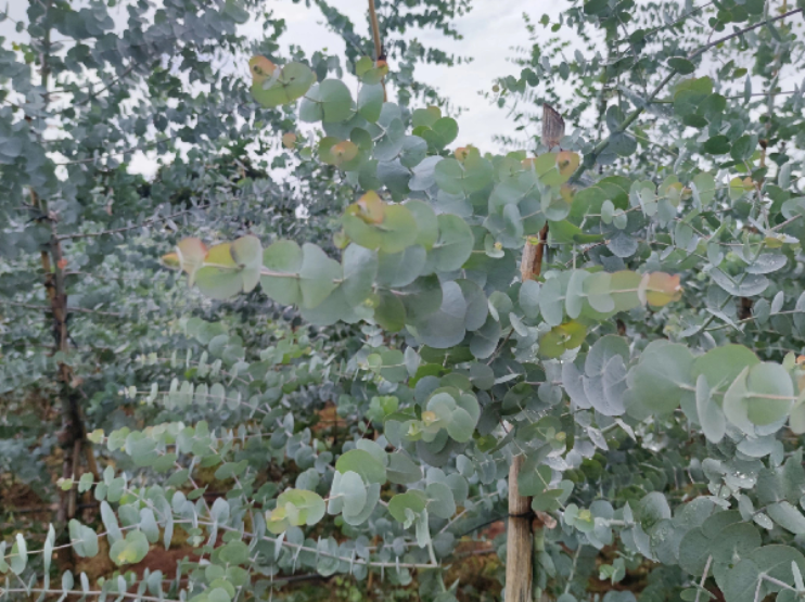 Loài cây lạ nghe tên đã thấy "mùi tiền", trồng 4 tháng nông dân đút túi hàng trăm triệu