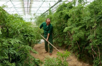 Người thương binh đưa ‘sâm của người nghèo’ vào nhà lưới, mỗi sào thu 100 triệu đồng