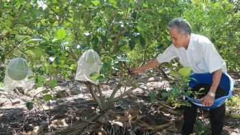 Bến Tre: Điều chỉnh cơ cấu cây trồng, ứng dụng khoa học kỹ thuật trong nông nghiệp