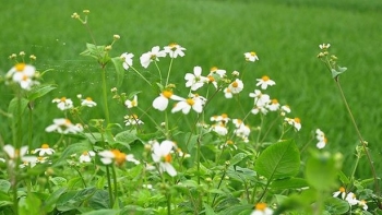 Cây đơn buốt mọc hoang - Vị thuốc nam chữa "bách bệnh"