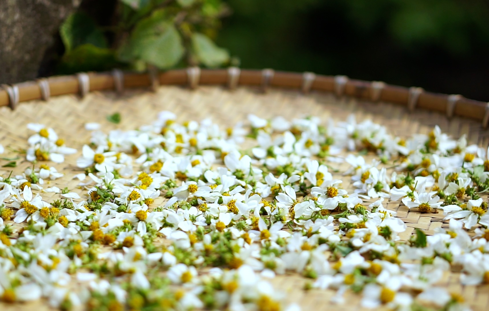 Cây đơn buốt vị thuốc nam chữa "bách bệnh"