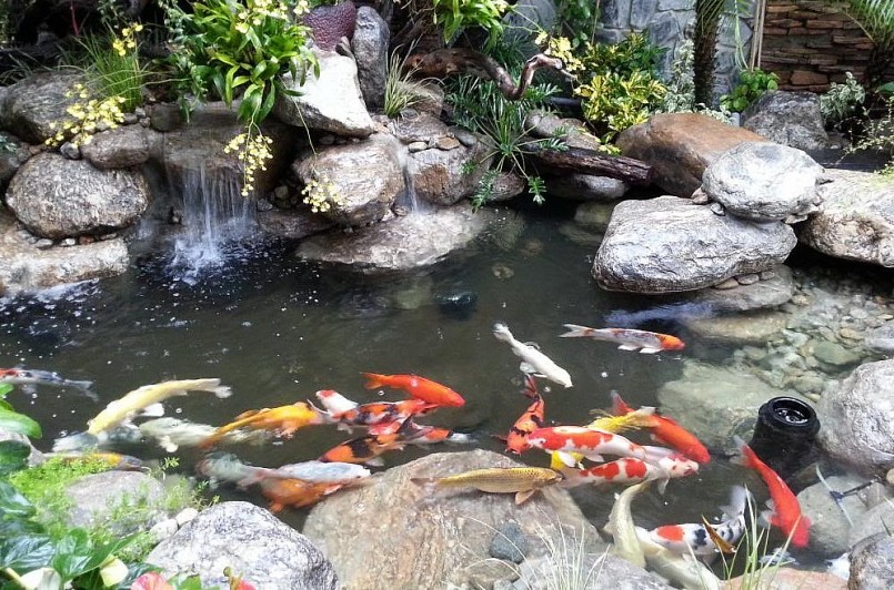 Chép koi là loài cá sang chảnh rất được dân chơi cá cảnh ưa chuộng. Chép koi là loài cá sang chảnh rất được dân chơi cá cảnh ưa chuộng.