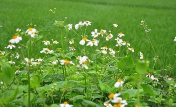 Cây đơn buốt mọc hoang - Vị thuốc nam chữa "bách bệnh"