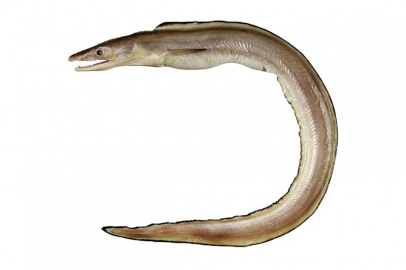 Chiều dài trung bình của loài cá này từ 1,5 đến 2 mét