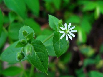 Những loại rau dại ngon “hết nước chấm”,  không thử phí cả đời