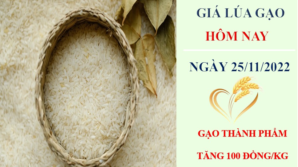 Giá lúa gạo hôm nay 25/11/2022: Nhu cầu cao, giá gạo tiếp tục tăng
