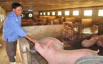 Giá heo hơi hôm nay 25/11 chững lại ở mốc 55.000 đồng/kg, xuất khẩu heo sang Trung Quốc vì sao vẫn tắc?