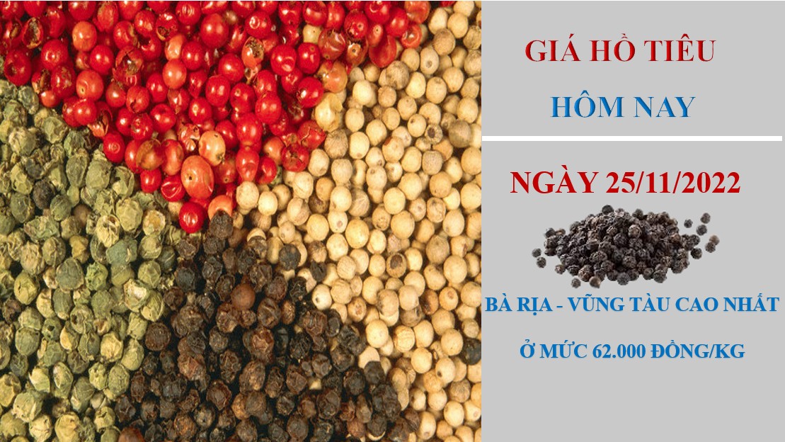 Giá hồ tiêu hôm nay 25/11/2022: Lấy lại mốc 62.000 đồng/kg