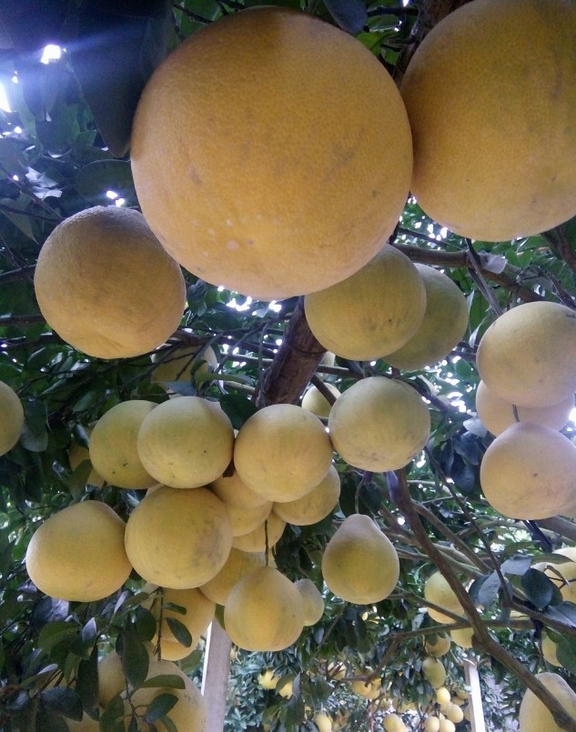 Bưởi đỏ Tân Lạc đặc sản của xứ Mường Hòa Bình đã được xuất khẩu sang thị trường Anh quốc.