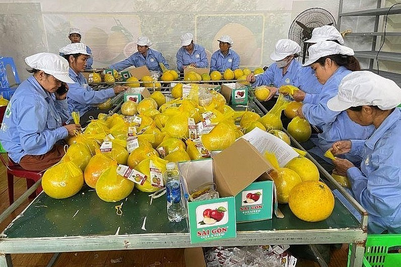 Nhân viên Công ty CP nông nghiệp FUSA đang bọc bưởi bằng túi lưới và gắn nhãn trước khi đóng thùng chuyển đi xuất khẩu.