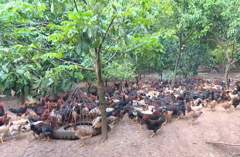 Chị Hoa tận dụng luôn lượng phân gà ủ hoai thành phân hữu cơ, bón trực tiếp cho cây ăn quả. Gia Hưng