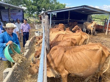 Cho bò ăn thức ăn ủ chua, tăng trọng cao đến 20%, “đánh bay” lỗi lo thiếu thức ăn