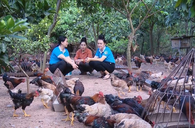 Mô hình nuôi gà thả vườn theo phương pháp hữu cơ tại Sơn La.