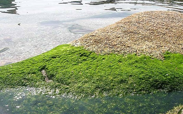 Rêu đá mọc trên các mỏm đá